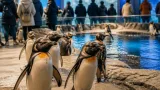 アドベンチャーの“極地探検”でペンギンに間近 白浜で期間限定ツアー