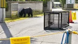 住宅地で相次ぐクマ出没 秋田市内で1週間に50件超の目撃