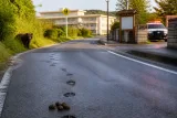 秋田市内の小学校近くでクマ目撃 登下校時の注意呼び掛け