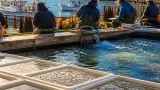 秋サケ減少で稚魚放流の縮小を検討へ