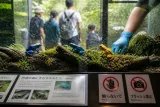 希少な青と金色のニホンアマガエル、丹波で一般公開