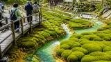 ユニークな苔景観が楽しめるチャツボミゴケ公園、アクセスと見どころを地元視点で解説
