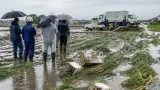 千葉豪雨 農地被害と生産再建へ政府が現地確認