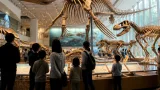 千葉・中央博物館で「ちば恐竜博」 開館情報と見どころを詳報