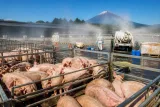 富士宮の養豚場で豚熱確認、約一千頭を選択的殺処分