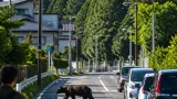 福島県内でクマ目撃相次ぐ 夜間・早朝に横断の報告も