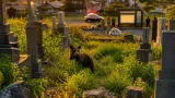 県内でクマ目撃相次ぎ 市街地近くでも確認