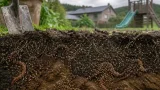 福島の土壌に影響か、ミミズによる放射性微粒子の地中移行を指摘