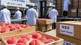 福島産モモ、16年ぶり台湾本格輸出を再開