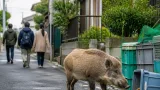 船橋でイノシシ目撃続く 北東部で断続的に出没、接触回避を呼び掛け
