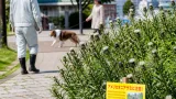 函館市街地でアメリカオニアザミ繁殖 拠点周辺で刺さる危険が拡大