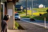 浜田市で子グマ2頭目撃 市が巡回と注意喚起を強化