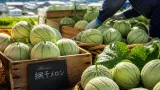 姫路で伝統野菜「網干メロン」収穫始まる 今年は豊作
