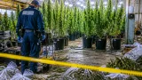 元工場で大麻1083株、札幌の男2人を再逮捕