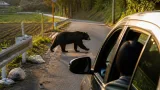 姫路市北部でクマ目撃 車内の女性が確認、けが人なし