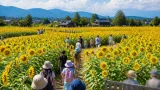 遊休地に広がる約九千本のヒマワリ 児童らが迷路で夏を満喫