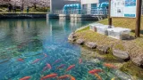 弘前で水質監視の“金魚”が役目を終えため池へ 新浄水場稼働で切り替え