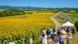 北竜町で200万本のヒマワリが見頃、祭りは今月中旬まで