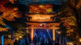 一宮から日帰り圏 大宮・氷川神社の夜間ライトアップ「時結びの杜」開催