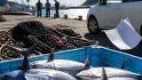 漁期停止中に約274kgのクロマグロ違法漁獲、室戸の漁業組合幹部らを書類送検
