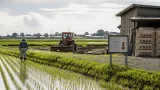 市町村の8割で主食用米が増産見込み、価格動向に注意