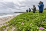いわきで繁殖拡大する外来植物、観察会で対策の必要性浮上