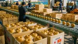 いわきの梨、出荷始まる ベトナム向け輸出も実施