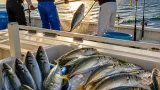 城ヶ島沖で大型ワラサ含む好釣果 夏の青物シーズン到来