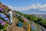 鹿児島・姶良市の斜面で進むアジサイ剪定 来季の景観維持へ