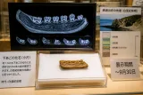 勝浦で白亜紀のトカゲ下あご化石、太平洋側では初の記録