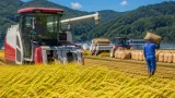 紀宝町で早場米「なついろ」稲刈り始まる