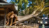 古河・雀神社の樹齢約800年ケヤキ倒木