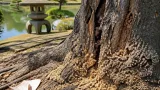 後楽園で初確認、クビアカツヤカミキリがサクラを加害