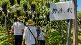 郡山・橋本農園でブドウ狩り開始 県オリジナル品種「あづましずく」を提供