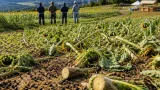 郡山・布引高原でヒマワリ大規模食害、まつり開催も危機