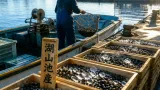 湖山池のシジミ漁、産地ブランド化へ勢い取り戻す