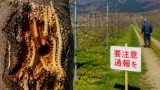クビアカツヤカミキリ侵入防止を呼び掛け