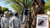 クビアカツヤカミキリ駆除に県が協力募集
