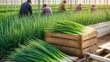 京都の名産『九条ねぎ』 涼しさ求め北海道へ栽培移転進む