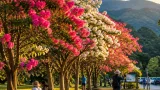 熊野市の山崎運動公園でサルスベリが見頃に 例年より開花が遅れ、9月上旬まで楽しめる見込み