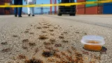 水島のコンテナ場でヒアリ3100匹超を確認
