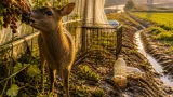 千葉発の特定外来生物「キョン」分布拡大、農家への被害と隣県への拡散懸念