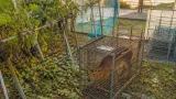 千葉由来の外来キョン、茨城で初捕獲 農作物被害拡大の懸念