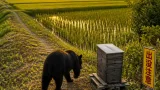 京都・宇治田原の農地でクマ確認 住民に注意喚起