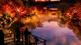 町田・薬師池で霧と光の共演 「薬師雲海＆紅葉ライトアップ」開催