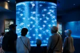 大洗水族館で淡水クラゲを初展示 来場者が驚きと関心