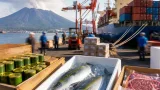抹茶・ブリ・牛肉がけん引 鹿児島の輸出額が過去最高に