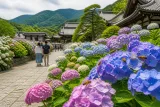 松本・法船寺でアジサイ見頃 蜜を集めるミツバチも賑わう