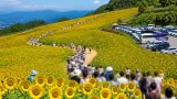 松山から行く夏の見どころ 北竜町「ひまわりの里」見頃