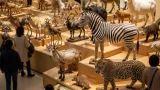 MieMuで哺乳類の剥製展、約180点展示